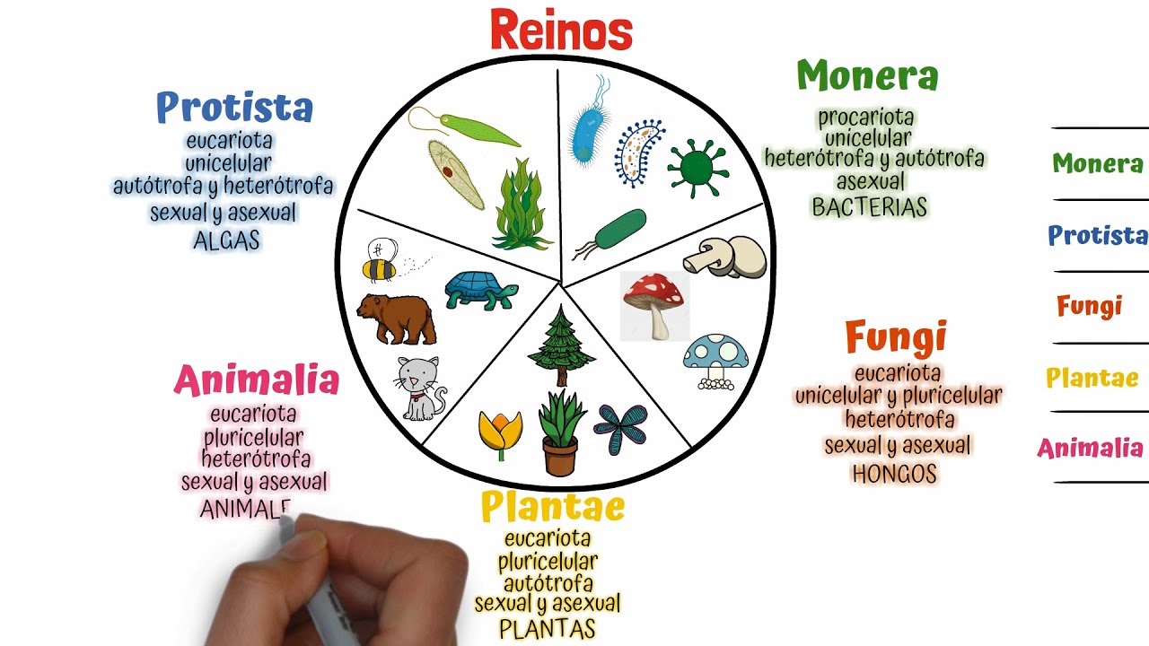 clasificacion de los seres vivos esquema