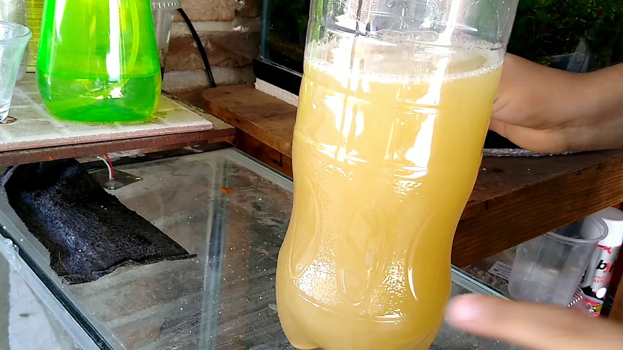 co2 con levadura y azucar