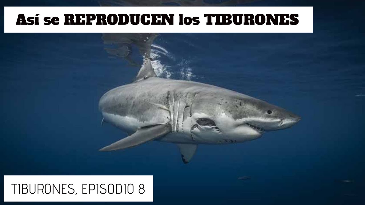 como cuidan los tiburones a sus crías