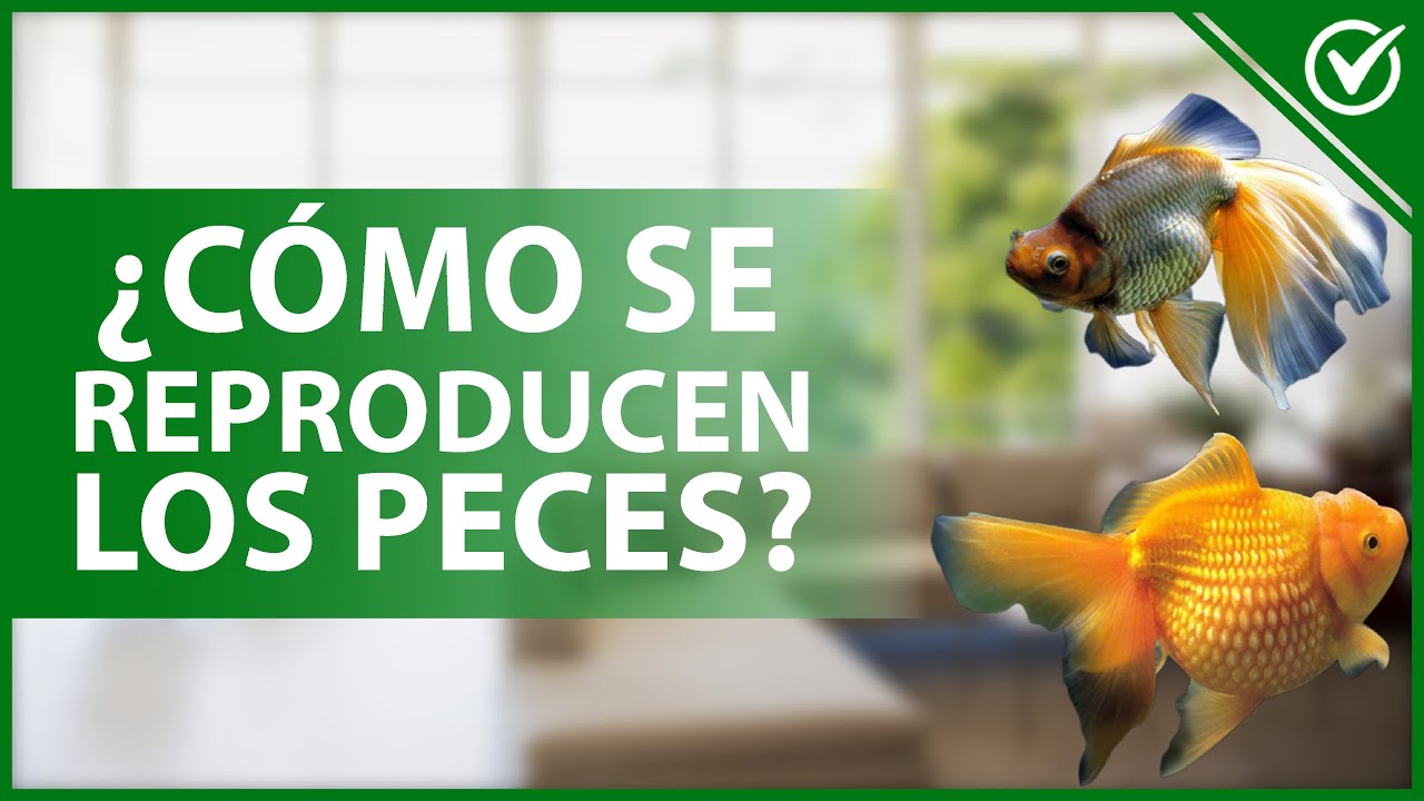 cual es el tipo de fecundacion de los peces