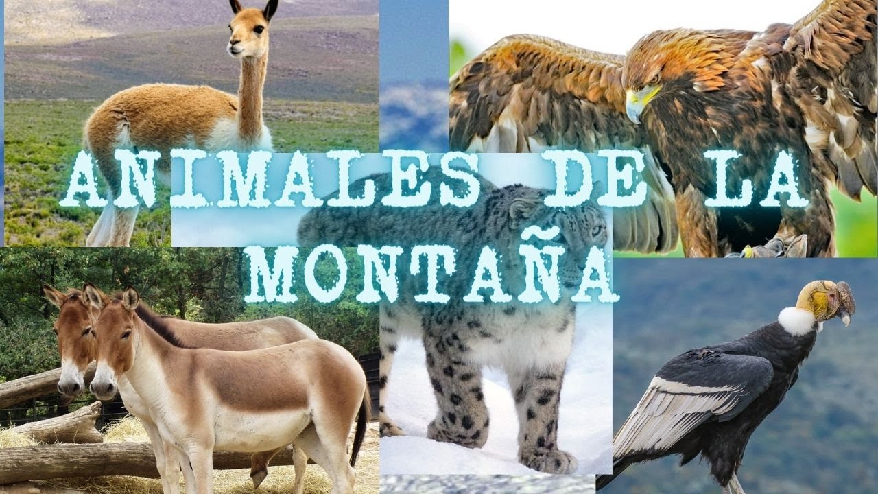 cuales son los animales de la montaña