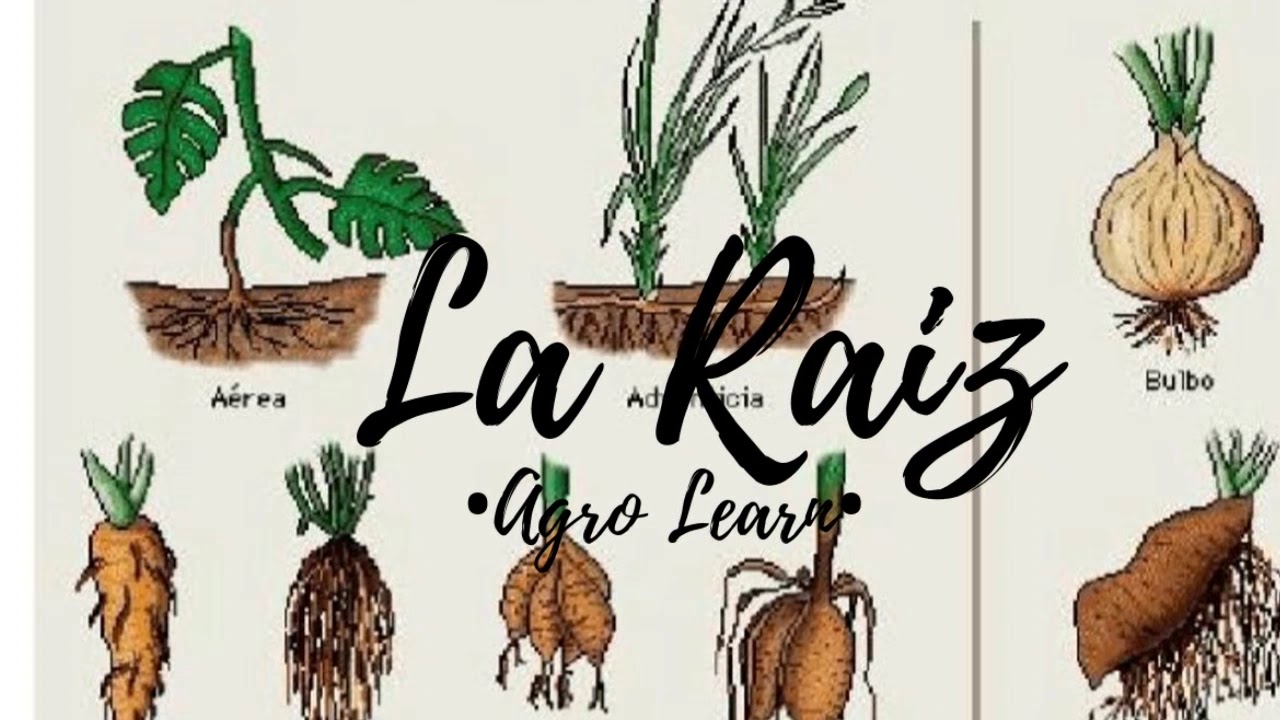 cuales son los tipos de raices