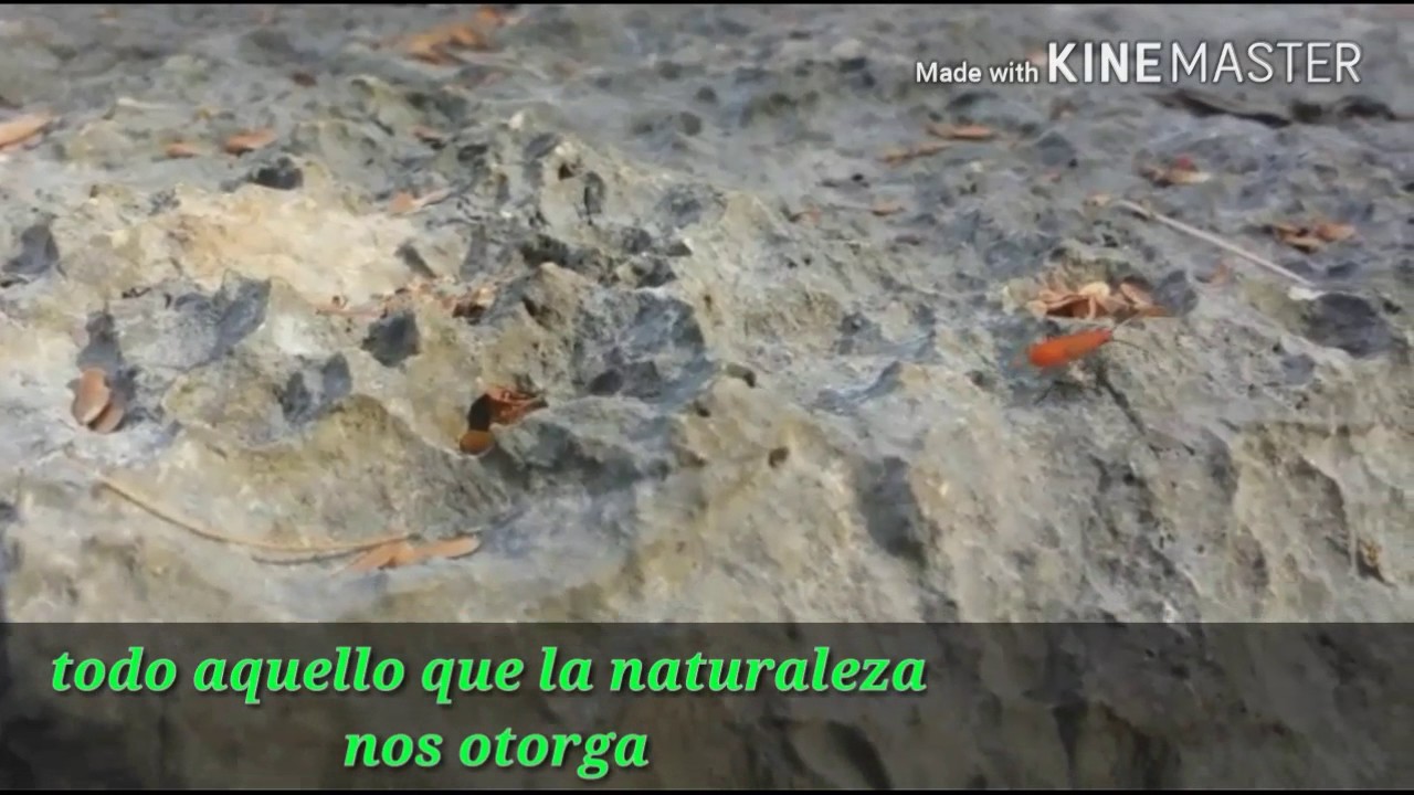 elementos de la realidad natural