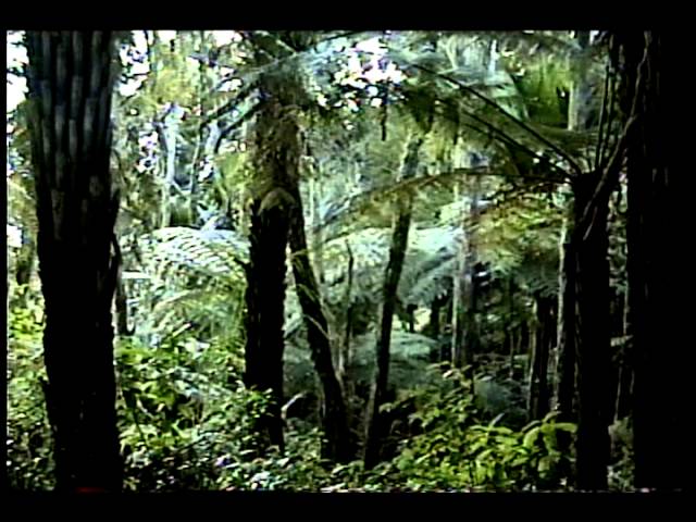 flora y fauna de nueva zelanda
