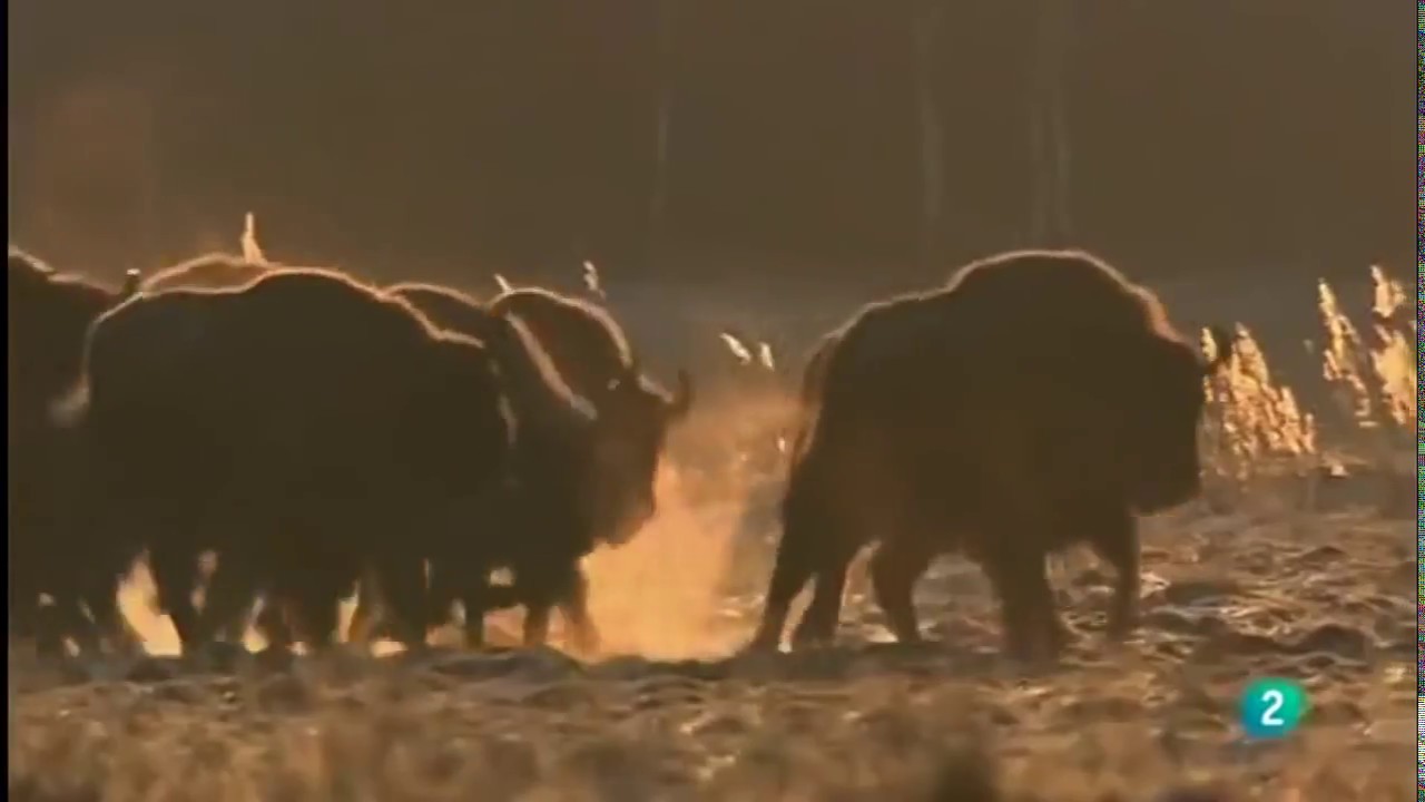 flora y fauna de polonia