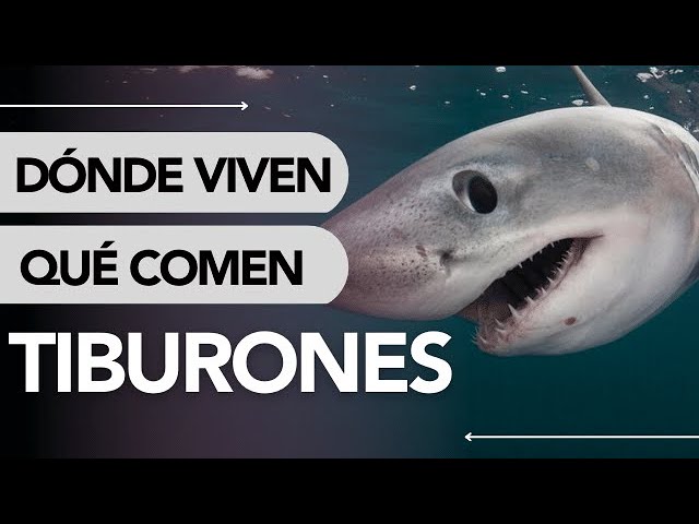 los tiburones son de agua dulce o salada