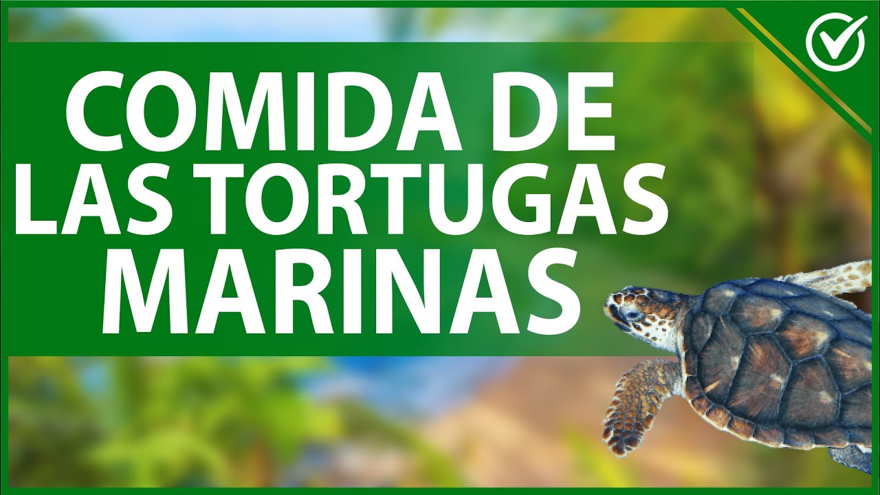 que comen las tortugas marinas bebes