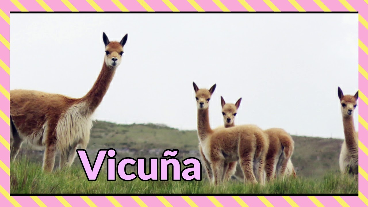 sierra alta flora y fauna