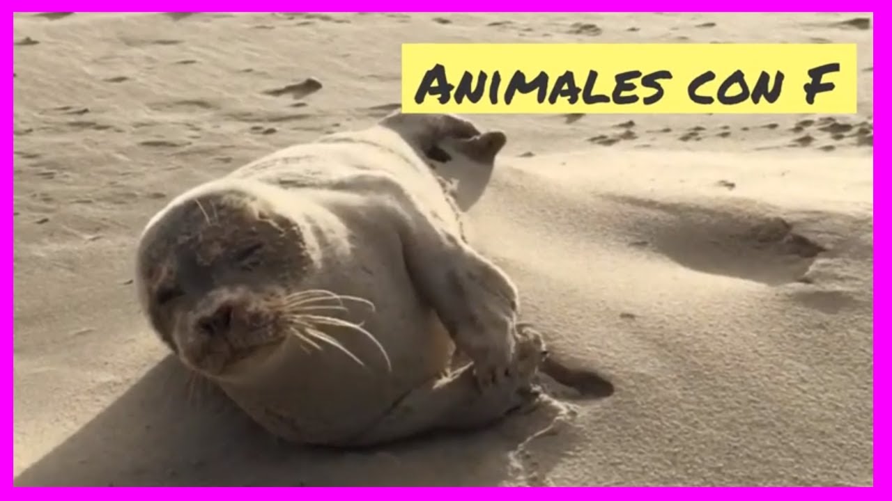 animales que empiecen por f