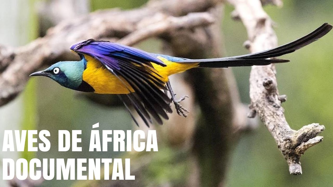 aves de la selva africana