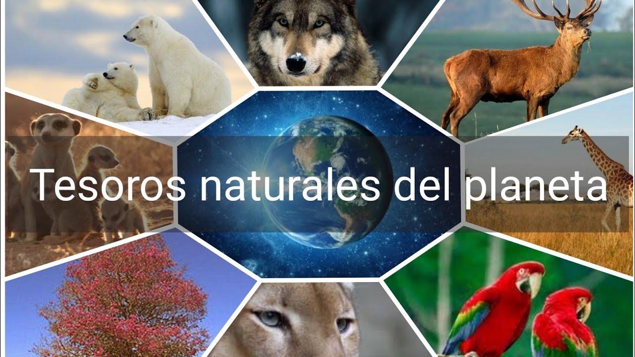 caracteristicas de los tesoros naturales del planeta