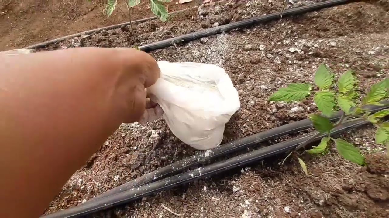 como echar cal viva en la huerta