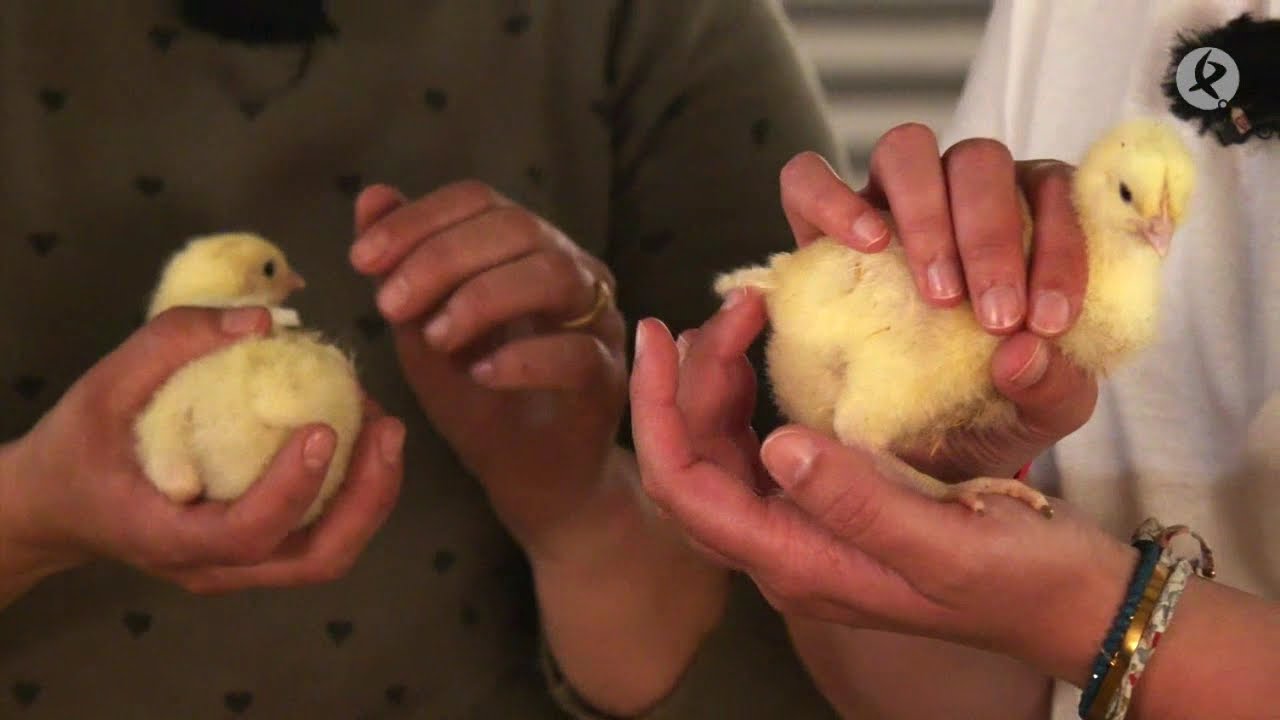 como saber si es gallo o gallina