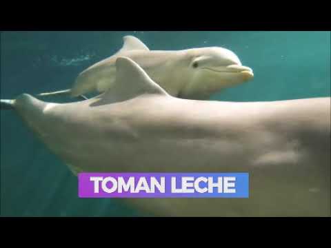 como se alimentan los delfines bebes