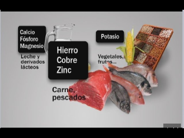 como se integran los minerales en los organismos vivos