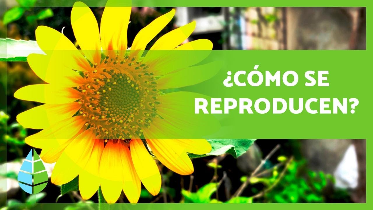 como se reproducen las plantas sin flores