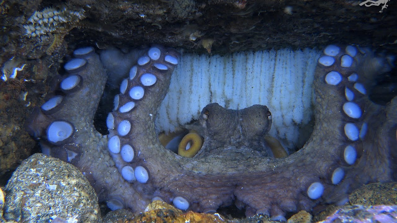 como se reproducen los pulpos de mar
