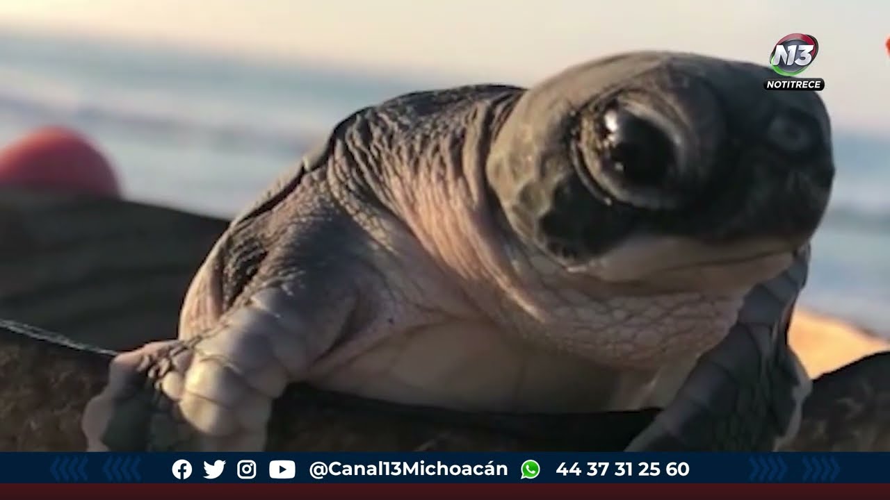 cual es el depredador de la tortuga
