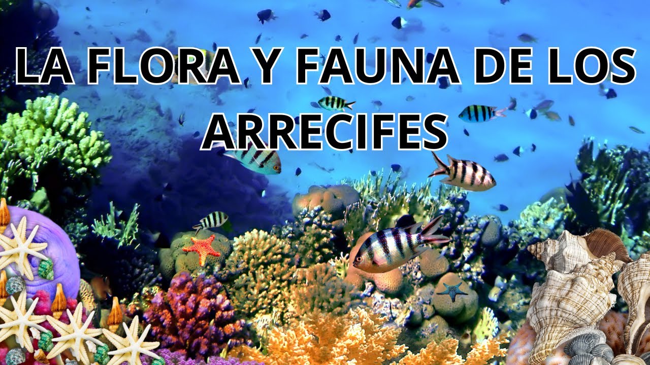 cual es la flora de arrecifes