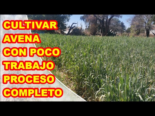 cuando se siembra la avena en españa
