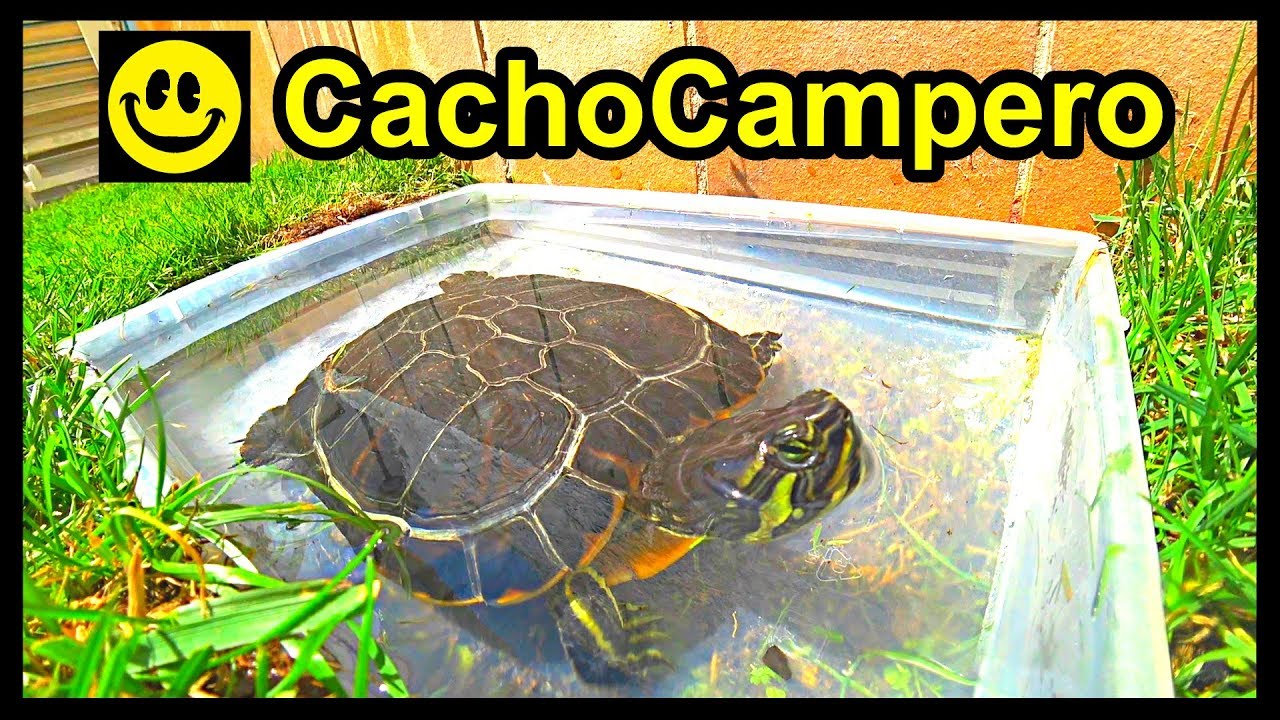 cuanto tiempo puede estar una tortuga dentro del agua