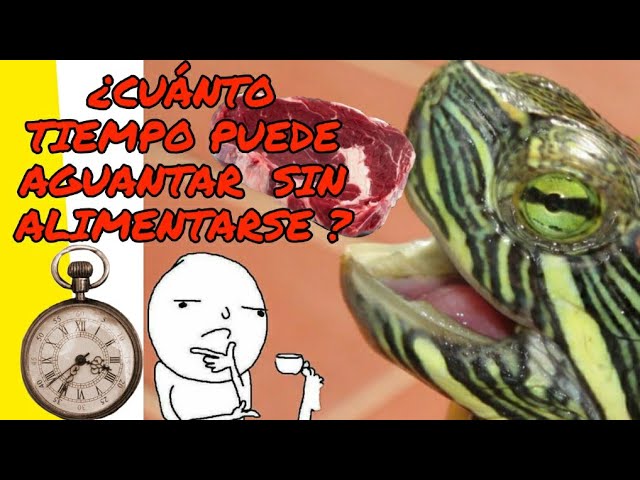 cuanto tiempo vive una tortuga sin comer