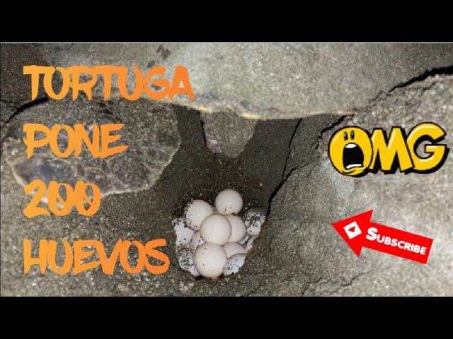 cuantos huevos llegan a poner una tortuga
