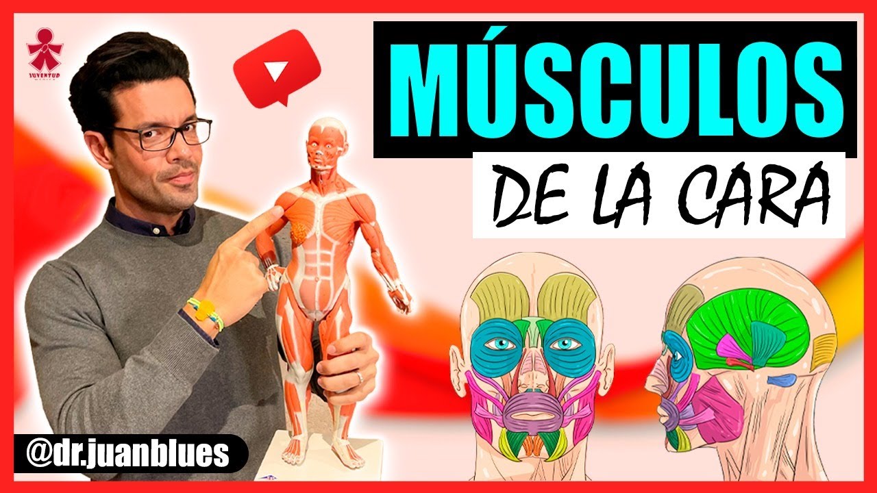 cuantos musculos tiene la cara