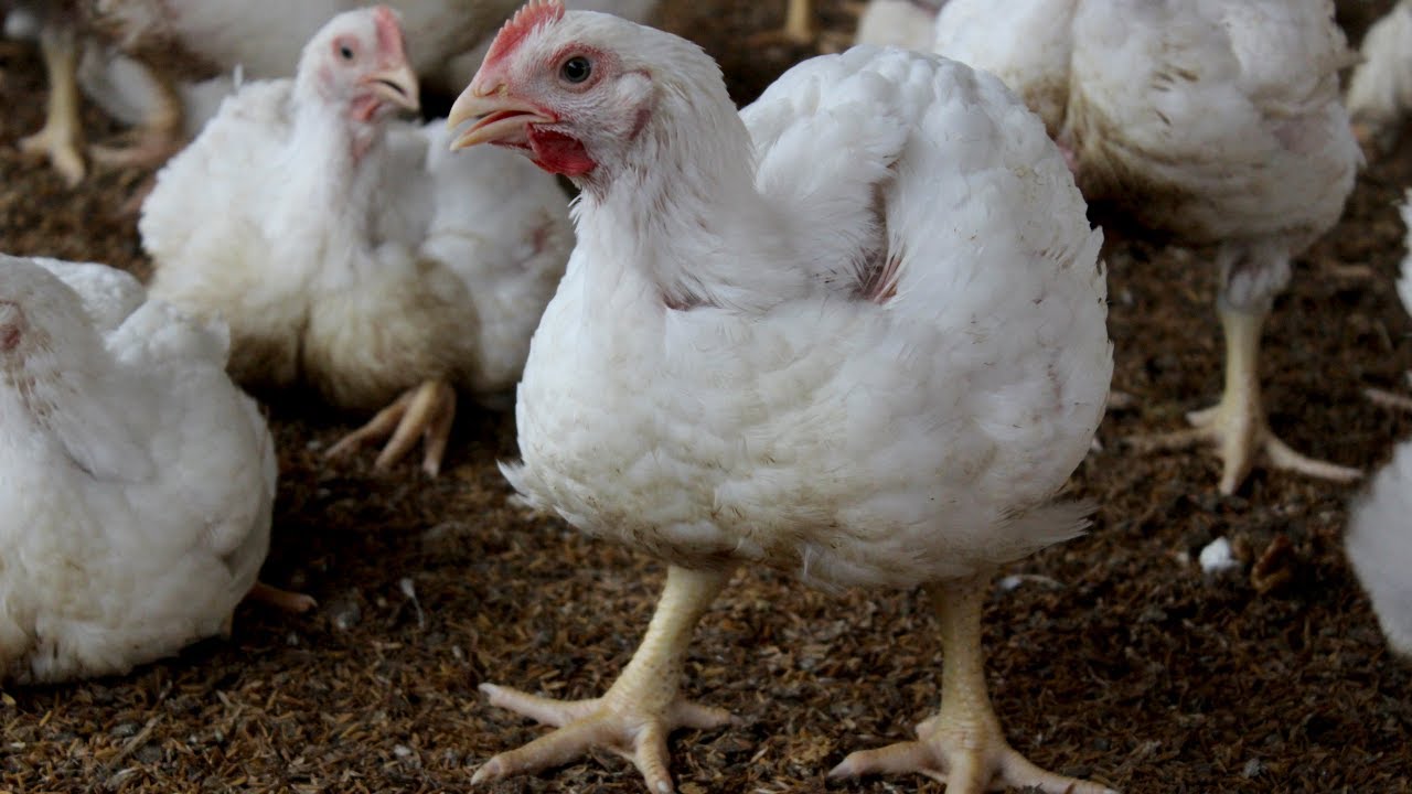de donde viene el pollo