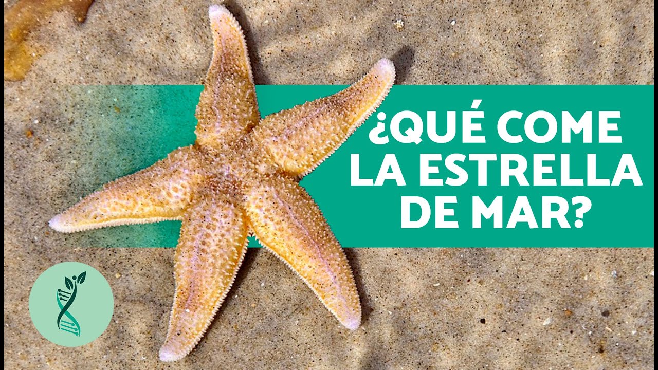 definicion de estrella de mar