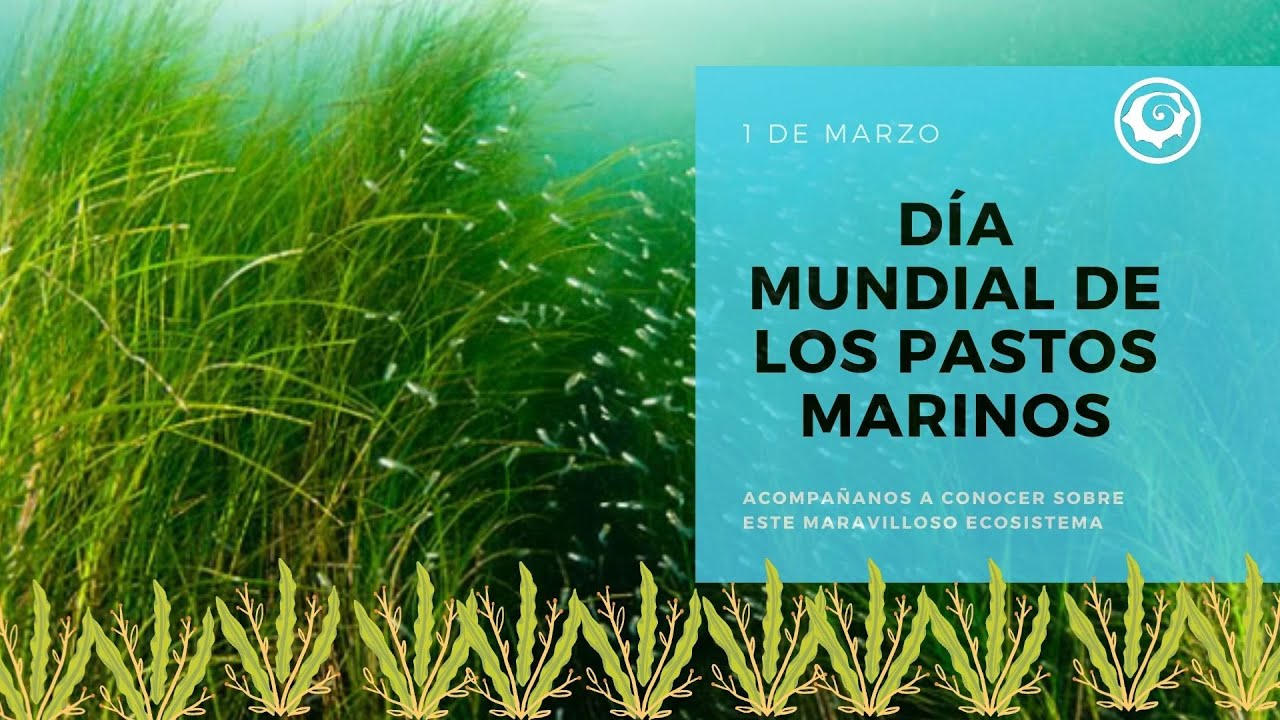 día mundial de los pastos marinos