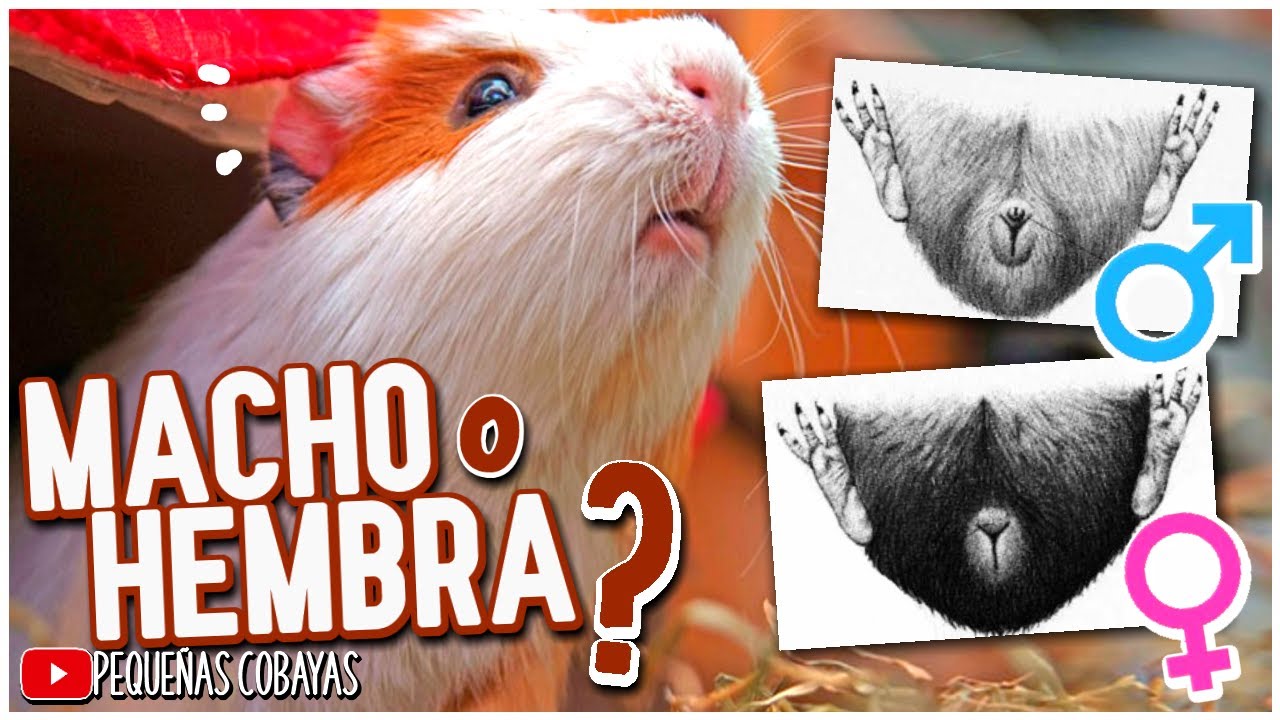 diferencia entre cuyo hembra y macho