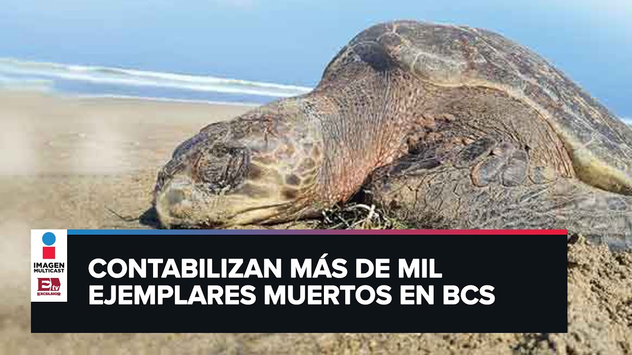 donde vive la tortuga caguama en mexico