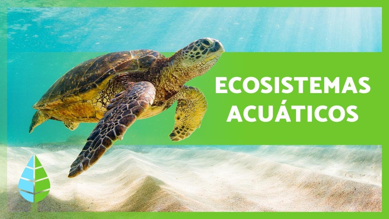 ecosistema acuático del noreste de méxico