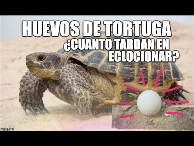 en cuanto tiempo nacen los huevos de tortuga