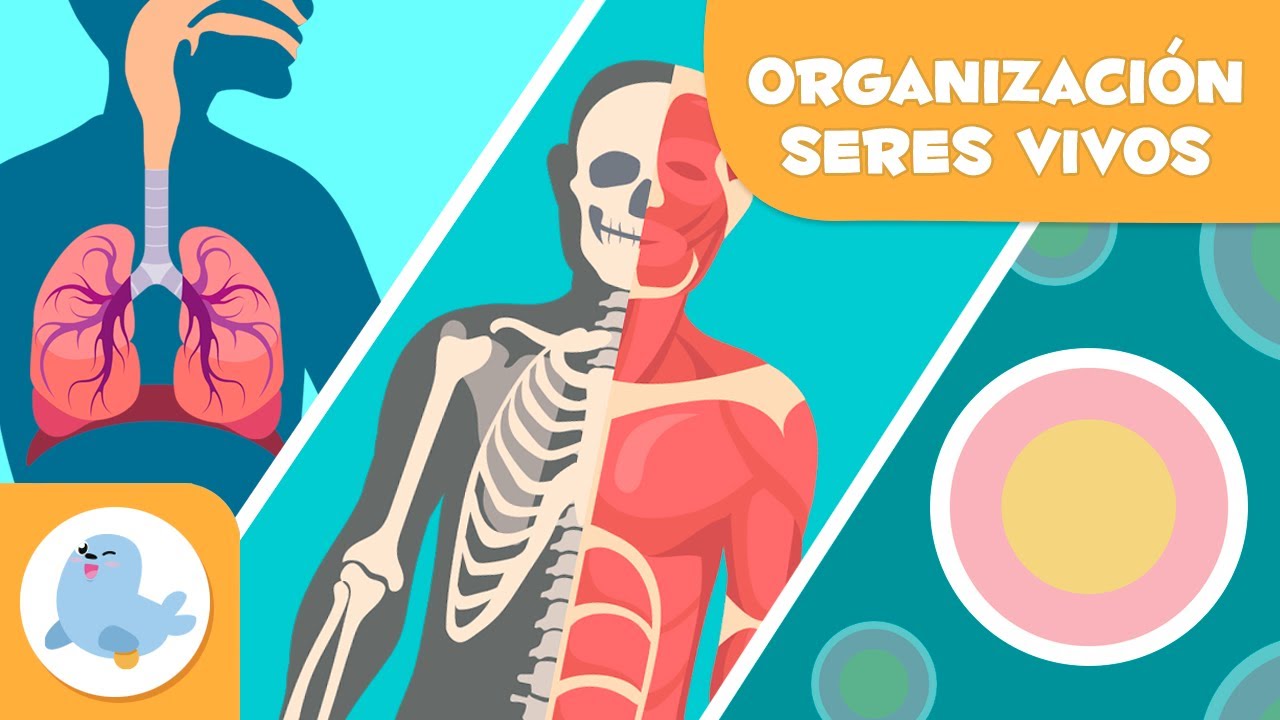 es posible encontrar en plantas tejidos órganos y sistemas