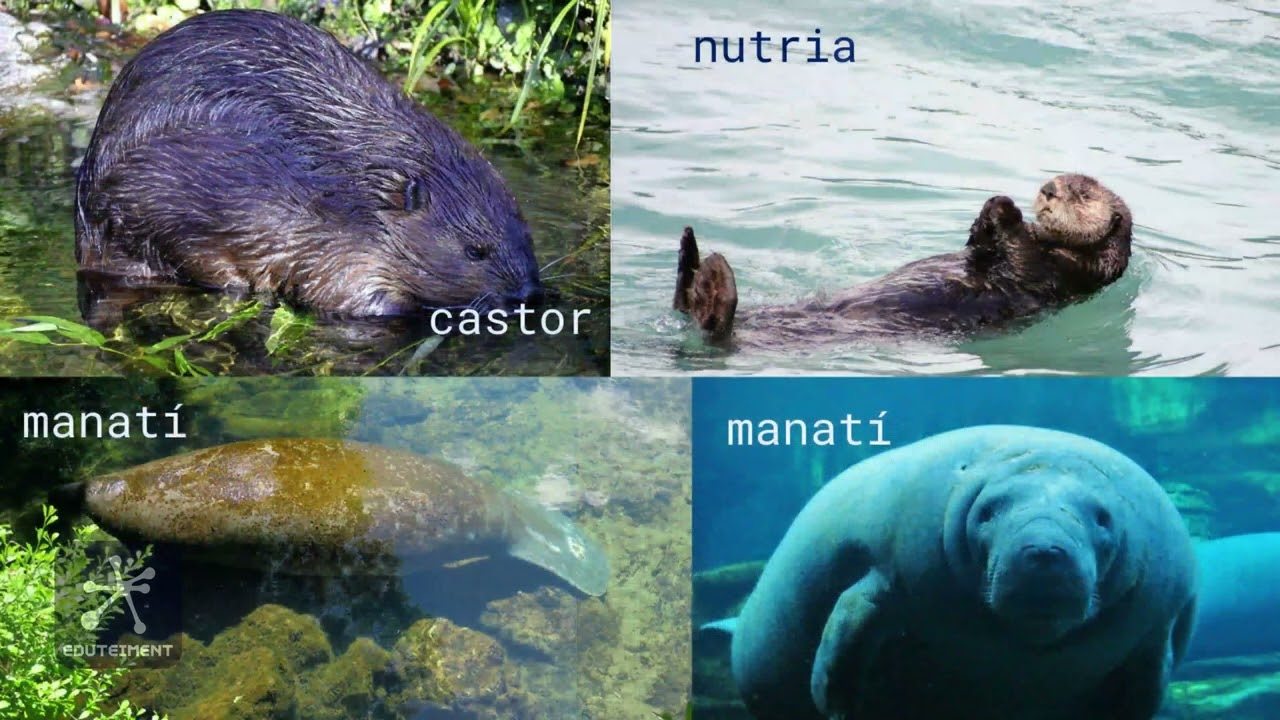 flora y fauna de aguas dulces