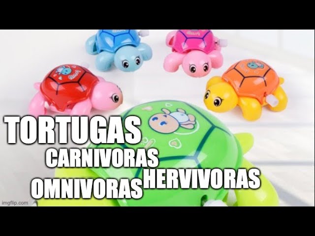 la tortuga es omnivora o herbivora
