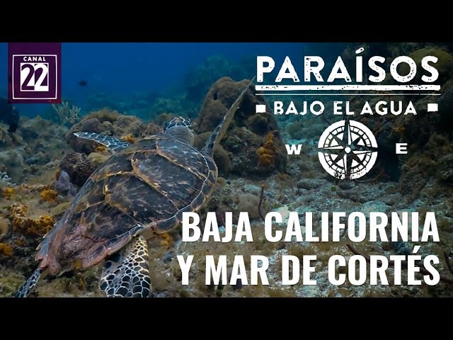 mar de cortes flora y fauna