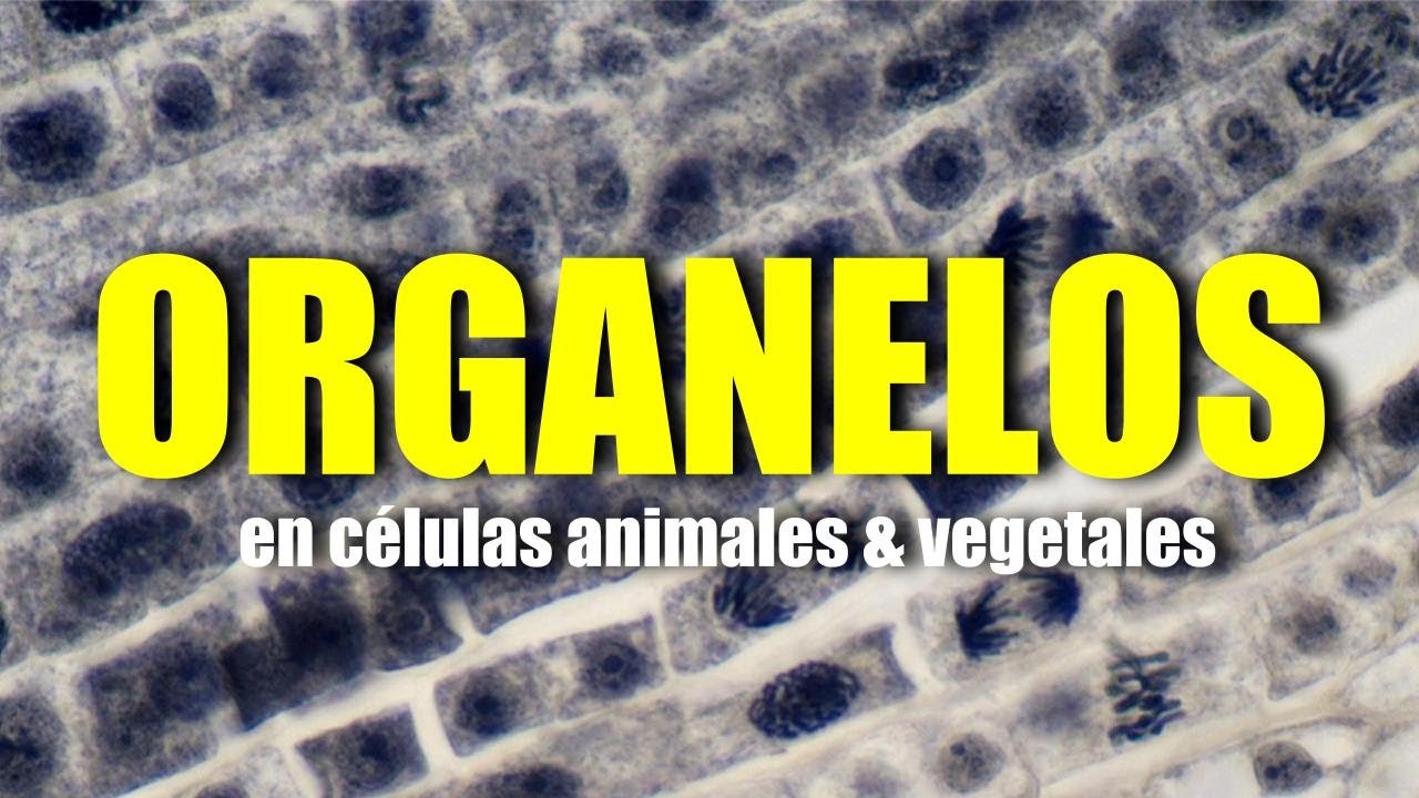 orgánulos exclusivos de la célula animal
