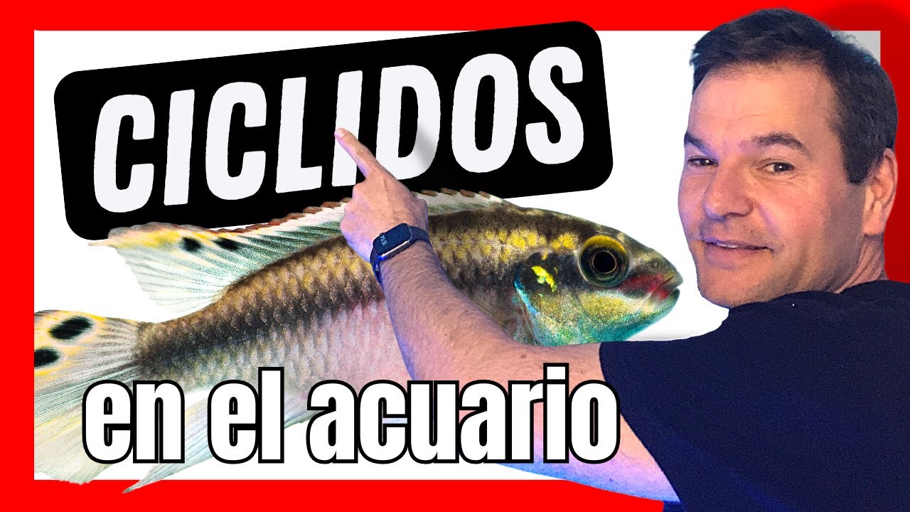 peces de agua dulce definicion