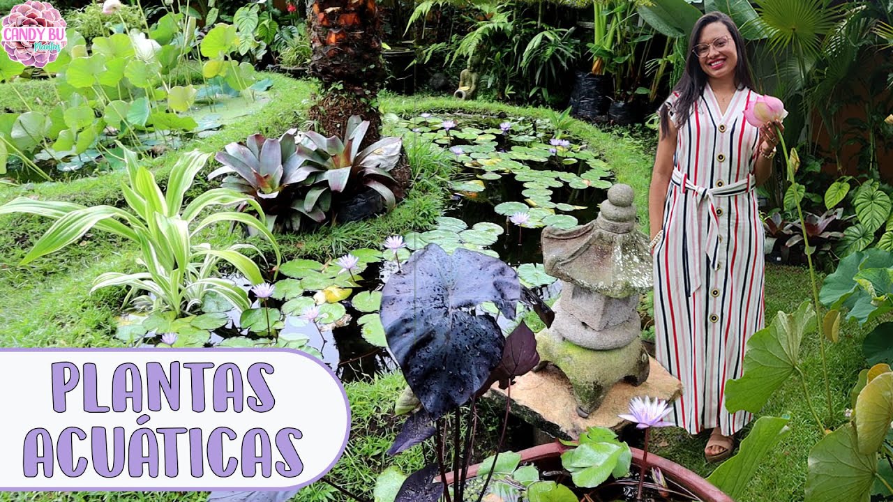 plantas que hay en los lagos