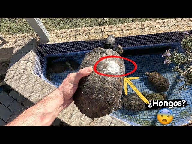 porque a las tortugas se le pone el caparazon blanco