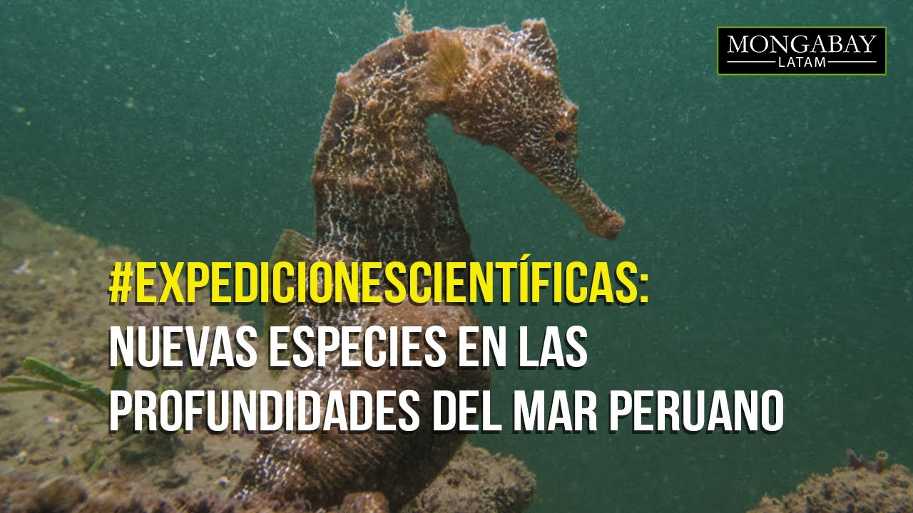 que especies marinas hay en el mar peruano