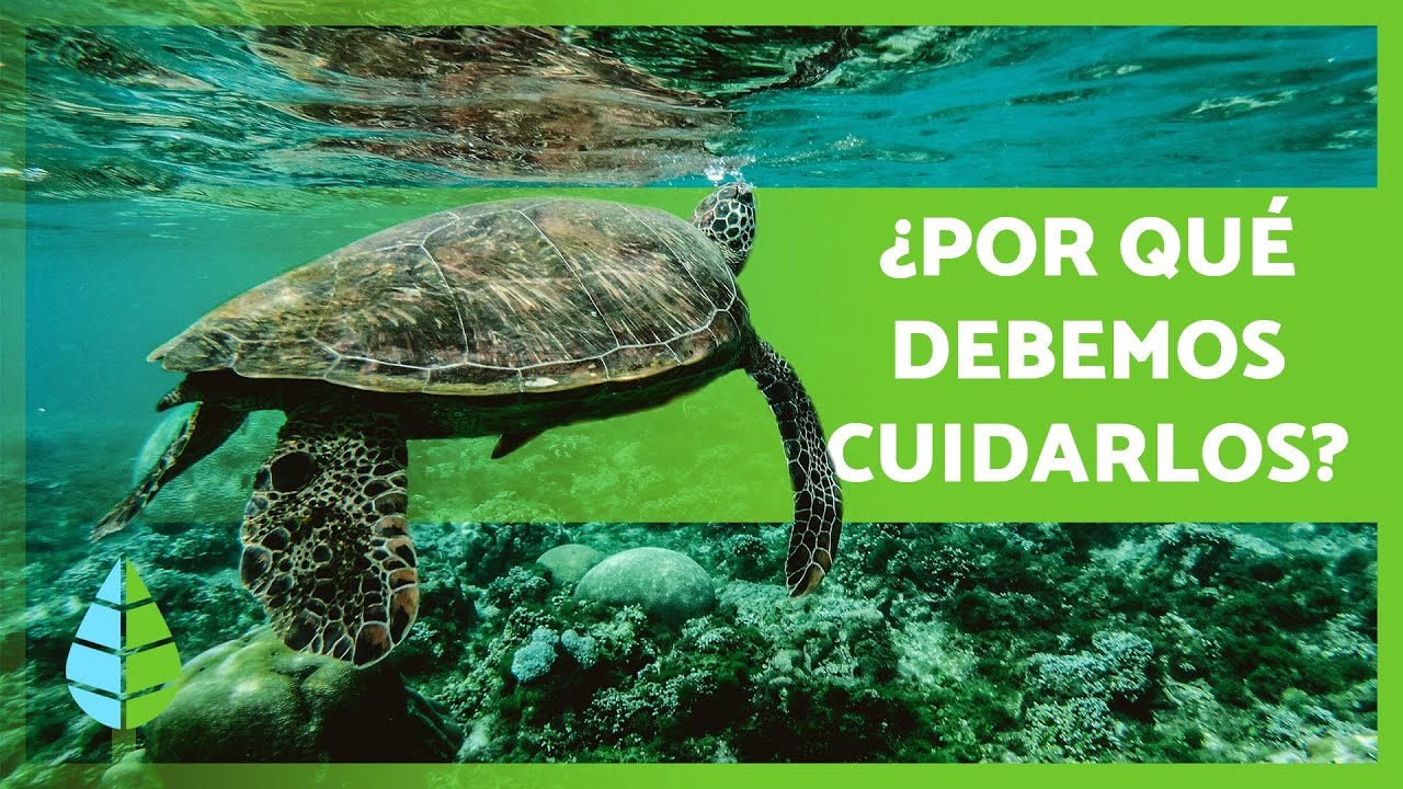 que importancia tiene el mar
