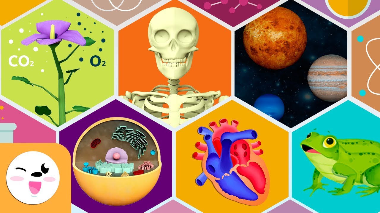 tarea de ciencias naturales 3 grado