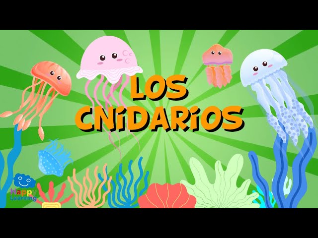 a que grupo pertenecen las medusas
