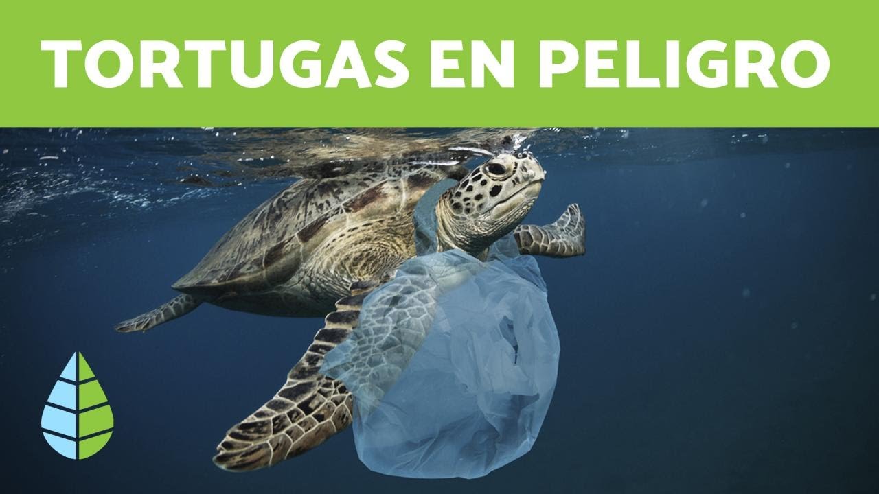 como evitar la extincion de las tortugas marinas