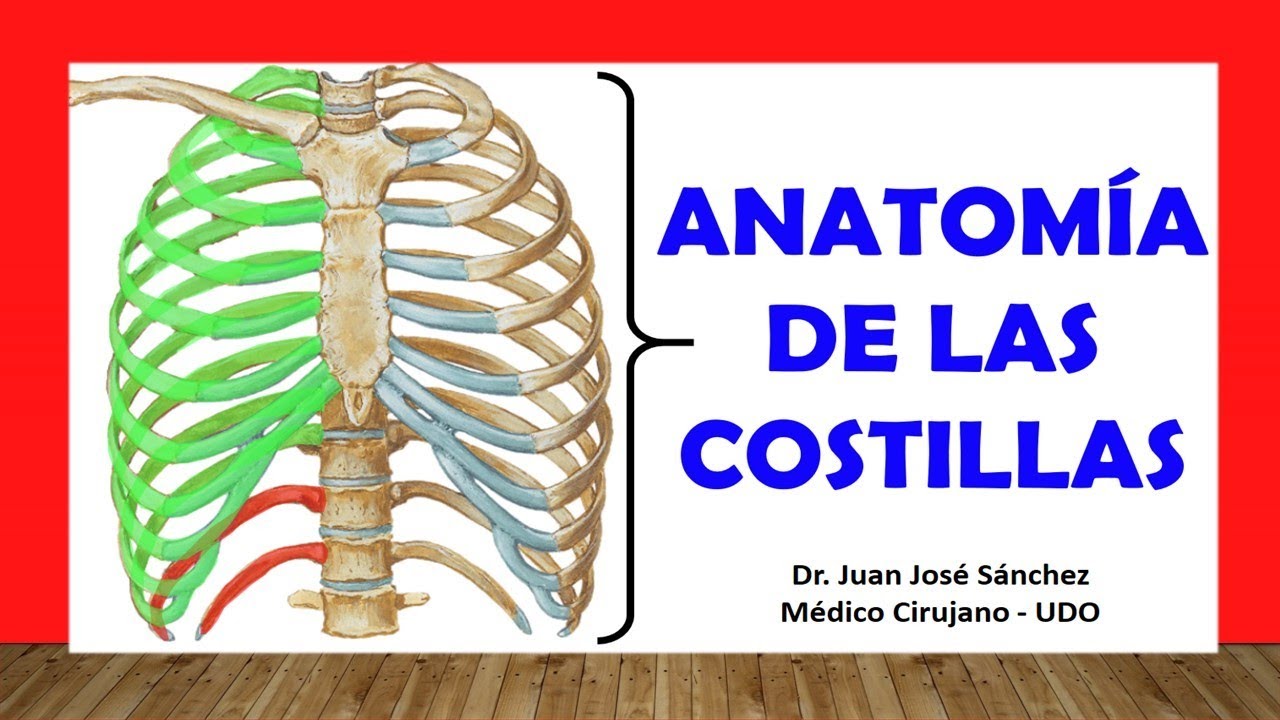 cuantas costillas tiene una mujer