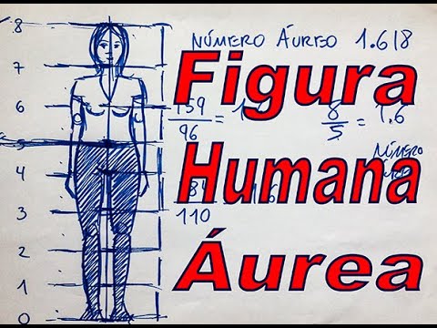 el numero aureo en el cuerpo humano